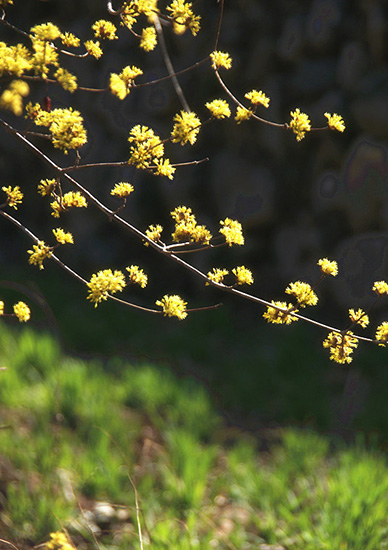 有一種呼喚，叫春天里的蟒河！