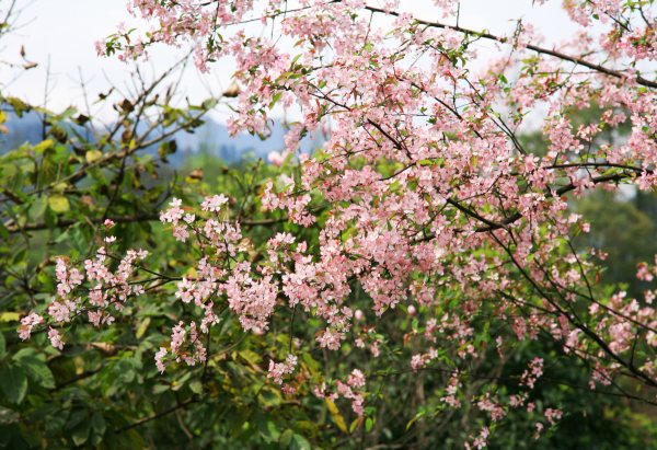 春享峨眉，樂(lè)游其中，且玩且珍惜