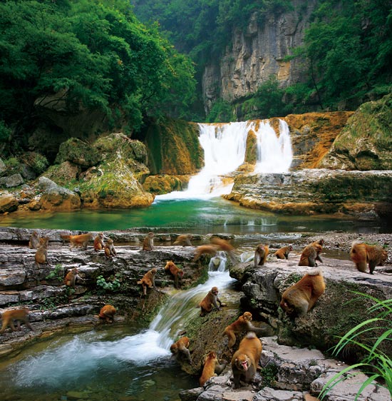 小長假游客扎堆蟒河、擠爆猴山