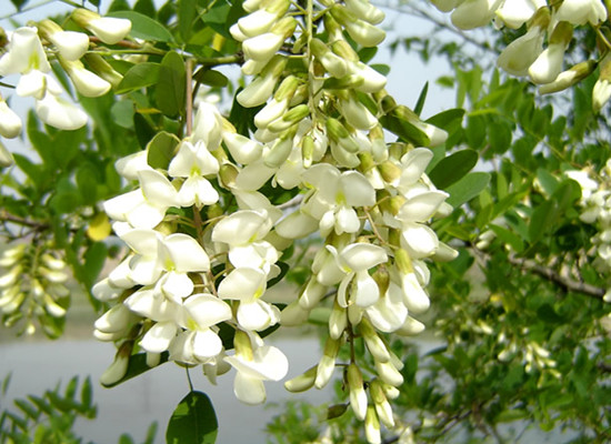 賞鄉(xiāng)村田園風光 品舌尖一抹槐花香