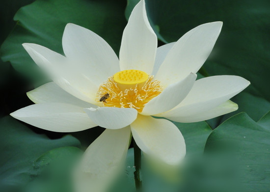 紫荊山公園荷花碗蓮展開展 紫荊山公園荷花碗蓮展開展