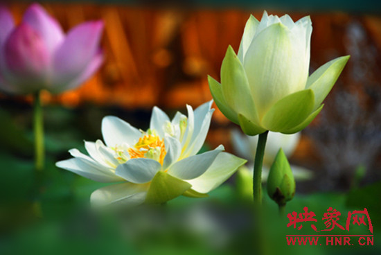 7月5日,第七屆淮陽(yáng)荷花節(jié)將于7月8日正式拉開序幕。