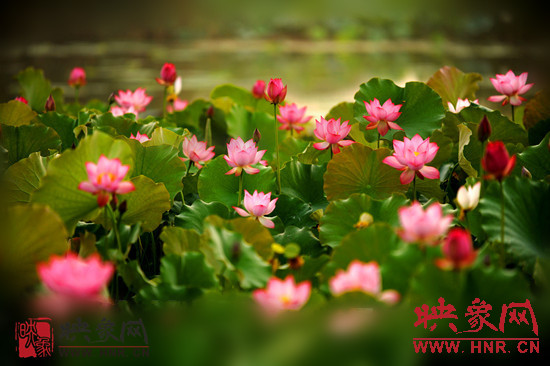 7月5日,第七屆淮陽(yáng)荷花節(jié)將于7月8日正式拉開序幕。