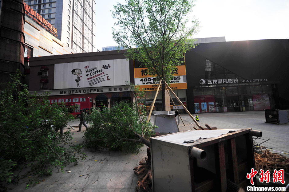 我和我的小伙伴們都驚呆了！沈陽(yáng)真樹(shù)"種"上假樹(shù)葉