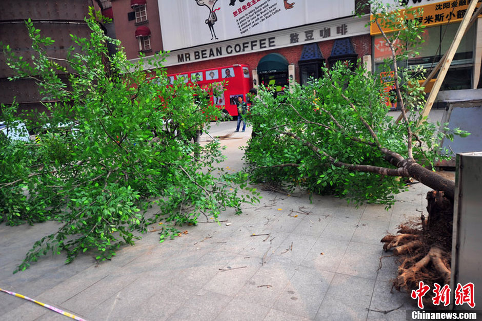 我和我的小伙伴們都驚呆了！沈陽(yáng)真樹(shù)"種"上假樹(shù)葉