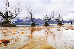 春季攝影亮點(diǎn):紅樹(shù) 春季攝影亮點(diǎn):紅樹(shù)