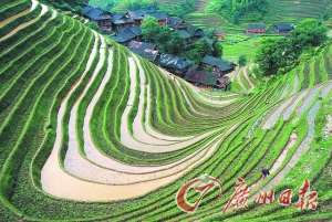 　　龍勝梯田錯(cuò)落有致。