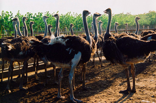 鴕鳥(niǎo)園精彩活動(dòng)邀您來(lái)參加 鴕鳥(niǎo)園精彩活動(dòng)邀您來(lái)參加