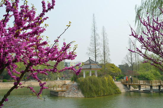 5園賞花指南-百花齊放的春天 5園賞花指南-百花齊放的春天