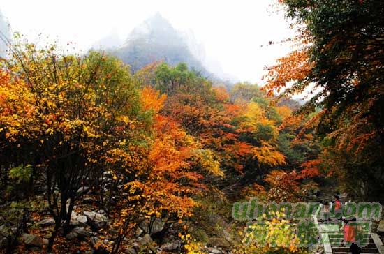 深秋去堯山賞紅葉、泡溫泉、拜大佛