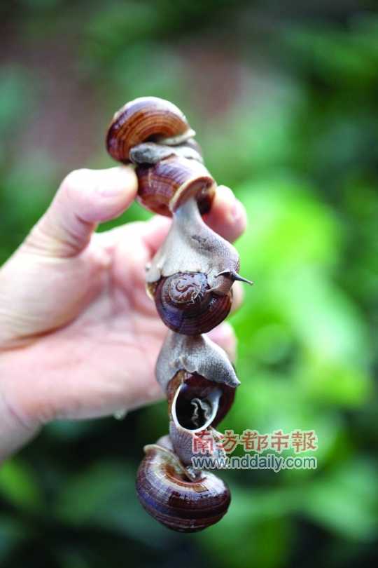 廣西的野生蝸牛追求原汁原味，做法也非常精簡。