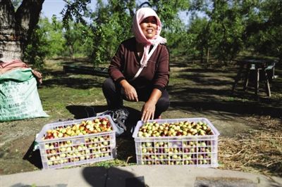 黃驊冬棗與梭子蟹齊名，但很多外地人并不知道它的好。