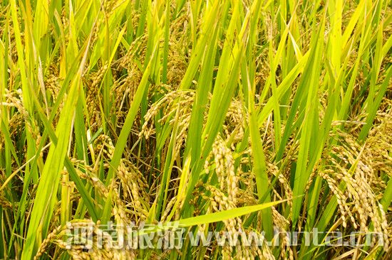 【新鄉(xiāng)特產(chǎn)】原陽(yáng)大米 【新鄉(xiāng)特產(chǎn)】原陽(yáng)大米