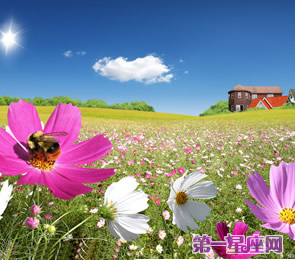 十二星座代表什么花？