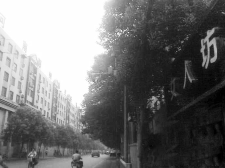 　　樹木枝繁葉茂，幾乎完全擋住紅綠燈 網(wǎng)友供圖