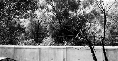 家長們熱切盼望的天明路小學(xué)規(guī)劃地，就在這個郁郁蔥蔥的院里