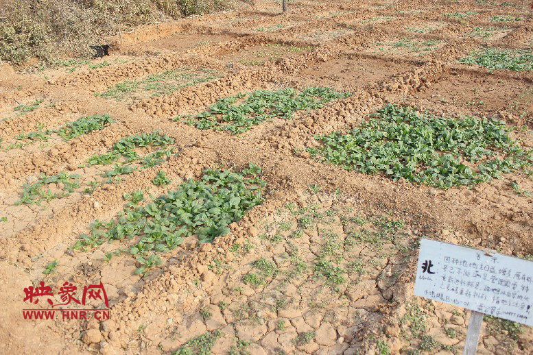 開心農(nóng)場哦，你可以再這兒包地，無毒無公害綠色產(chǎn)品