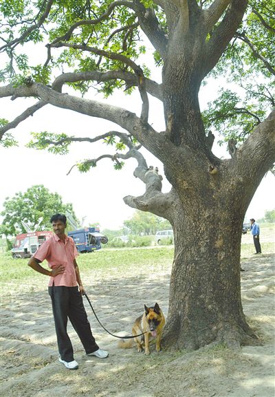 兩名少女在這棵樹上被吊死。