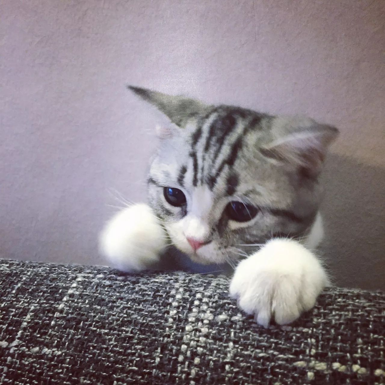 一只虛擬寵物貓叫價13億元？云養(yǎng)貓成真