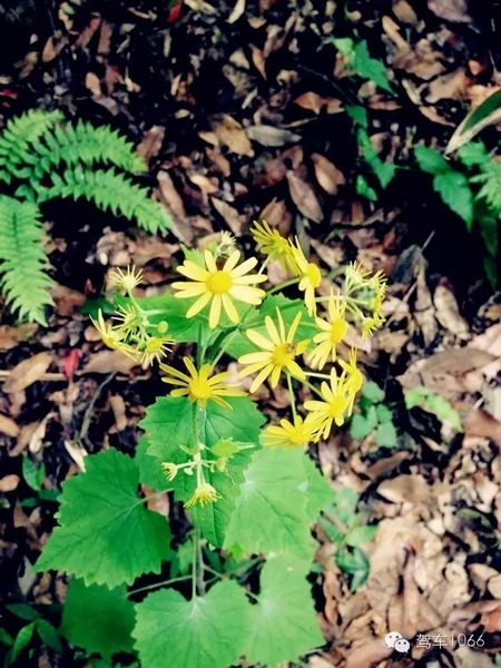 不僅有樹，還有美麗的小花花！