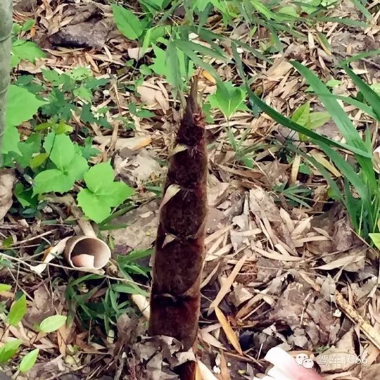 咦~這是什么？能吃嗎？