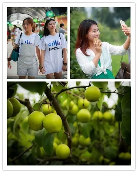 美女與香梨，你更愛哪一個？！