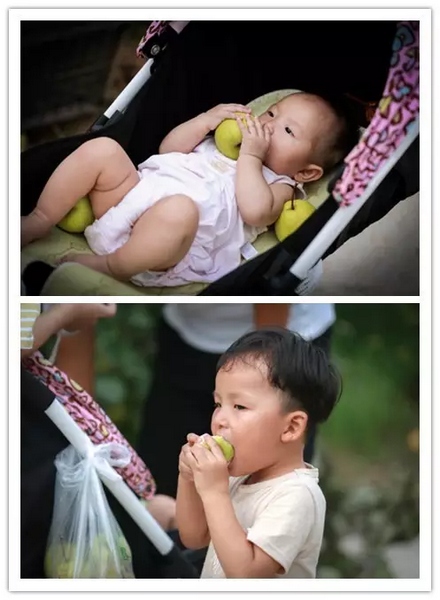 純天然無公害，新鮮采摘，直接入口！