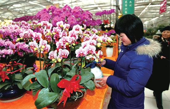春節(jié)即將來(lái)臨，蝴蝶蘭依舊是節(jié)日花卉市場(chǎng)上最吸引眼球的品種，但銷量沒(méi)有去年同期好