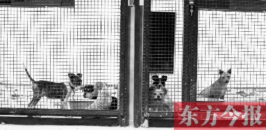 被主人遺棄的小狗暫時寄居在鄭州市犬只收容中心內(nèi)，如果沒有人來認(rèn)領(lǐng)，他們將被處以安樂死