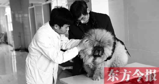 在一家大型寵物醫(yī)院里，生病的狗狗正在接受治療