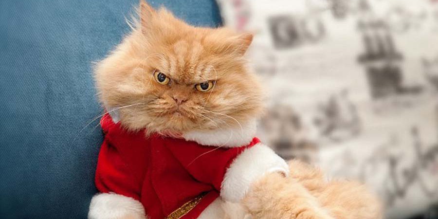 土耳其波斯貓擺臭臉走紅 土耳其波斯貓擺臭臉走紅