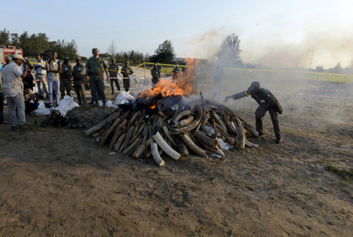 需要燒24小時(shí)才能燒完的象牙 需要燒24小時(shí)才能燒完的象牙