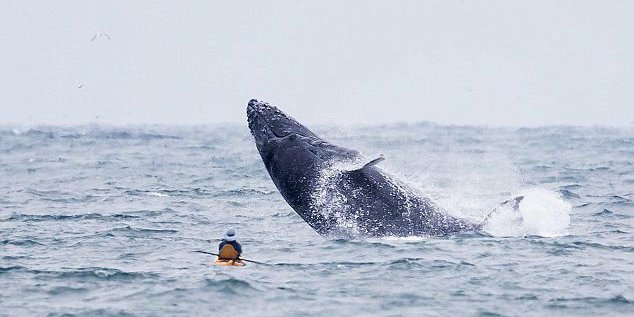 美國(guó)游客劃皮艇突遇座頭鯨出水 美國(guó)游客劃皮艇突遇座頭鯨出水