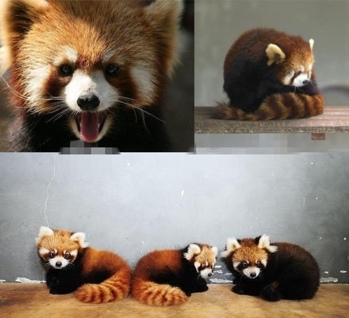 網(wǎng)友猜測三只小浣熊寓意歐弟老婆懷孕。