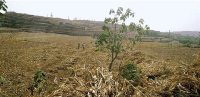 因干旱，農(nóng)田閑置尚未播種小麥