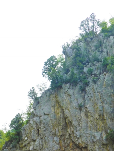 南太行山崖長(zhǎng)的只是側(cè)柏,不是崖柏。