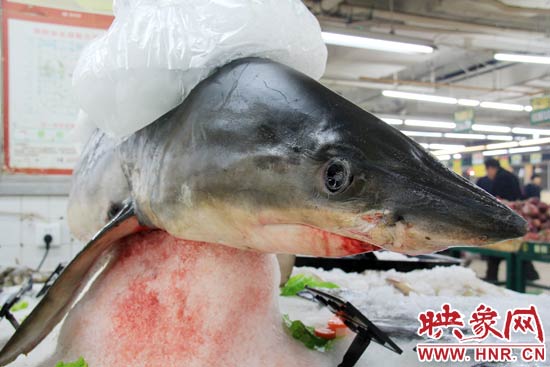 這條鯊魚長約1.5米，寬約0.5米，上身被碎冰覆蓋，保存較完整。