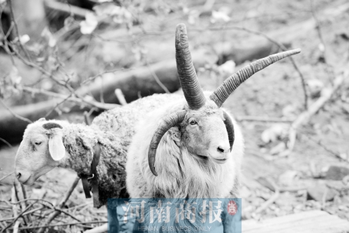 “咩……我的原主人說，他養(yǎng)了一輩子羊，也沒見過我這種情況”