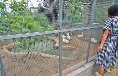 救助鳥類的大籠子里沒有鳥類，鴨子和鵝占了“鵲巢