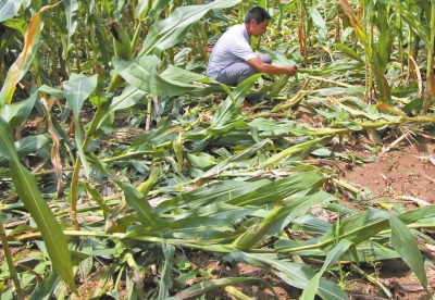 甕峪村一莊稼地，被野豬糟蹋的玉米。