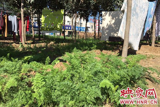 西四環(huán)中原路交叉口，大片生態(tài)廊道被毀，變成私家菜園。