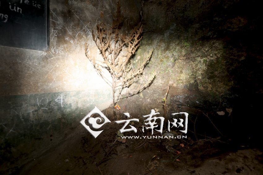 　教室里沒(méi)有燈，光線太暗，村民便種下了野蘇麻，希望教室有綠色，讓孩子們看到“希望”。 徐弘毅 攝