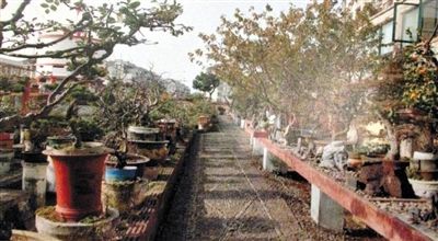 劉光嘉出示博物館內(nèi)部圖片中，擺放著各種盆景。