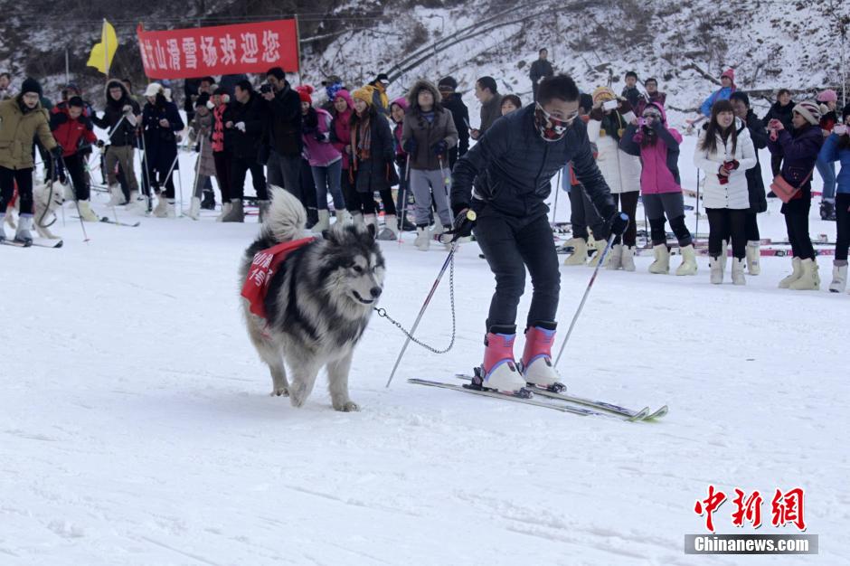 河南辦寵物滑雪賽 烏龜贏兔子得第三 河南辦寵物滑雪賽 烏龜贏兔子得第三