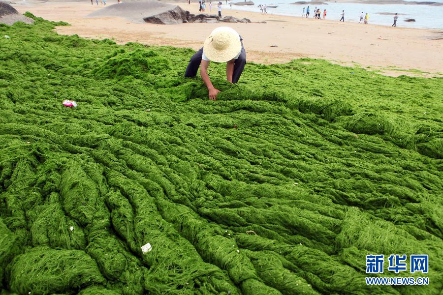 6月10日，山東日照市萬(wàn)平口景區(qū)管理部門(mén)組織工作人員在清理海灘上的滸苔。