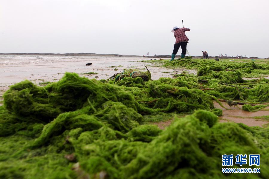6月10日，山東日照市萬(wàn)平口景區(qū)管理部門(mén)組織工作人員在清理海灘上的滸苔。