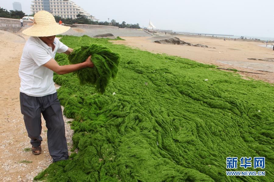 6月10日，山東日照市萬(wàn)平口景區(qū)管理部門(mén)組織工作人員在清理海灘上的滸苔。