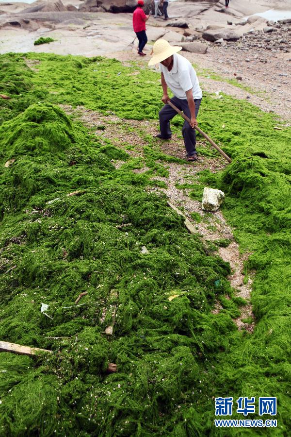 6月10日，山東日照市萬(wàn)平口景區(qū)管理部門(mén)組織工作人員在清理海灘上的滸苔。