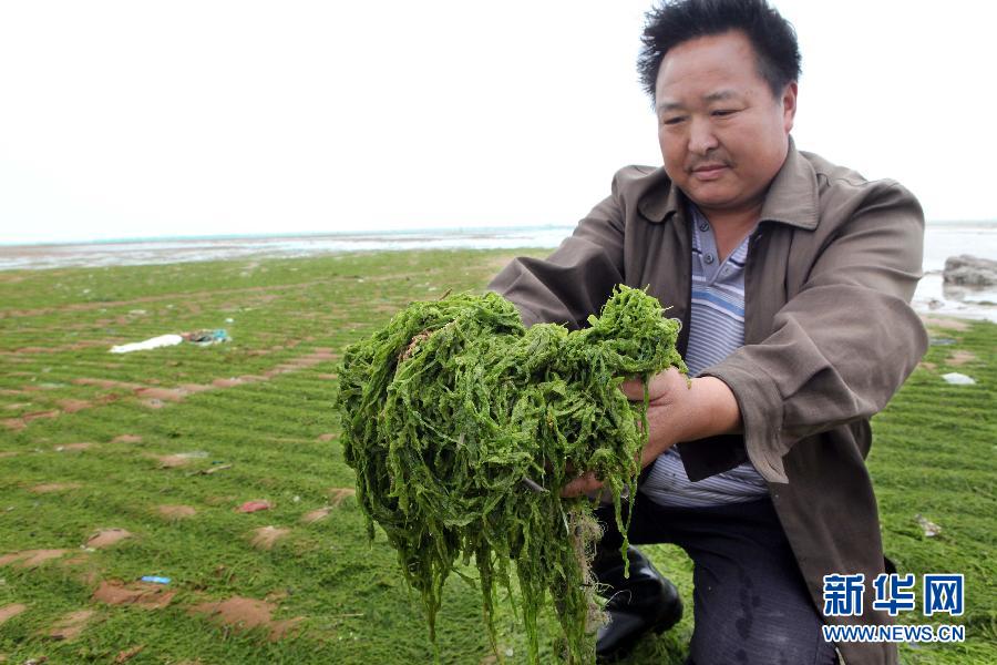 6月10日，在江蘇省連云港市贛榆縣海州灣旅游度假區(qū)，一名漁民在展示清理的滸苔。