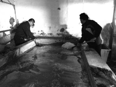 “黑作坊”的豆芽在臟亂不堪的水泥池中清洗。